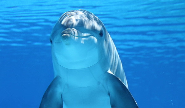 Дельфіни – шпигун у зграї