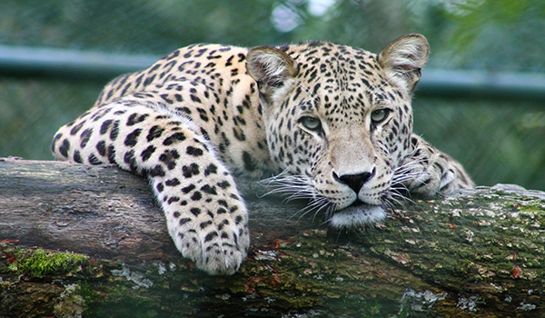 Світ природи: леопарди - неприродна історія